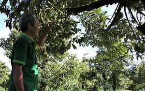 Cây tiền tỷ ở Đồng Tháp, trồng 20 cây sầu riêng, nông dân hái được 3 tấn trái, ai cũng trầm trồ