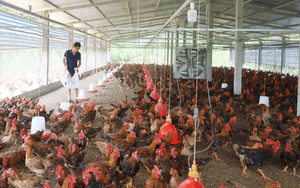 Nuôi gà thời tăng giá, cứ bán 1kg gà đồi, nông dân Lào Cai lãi 25.000 - 30.000 đồng/kg