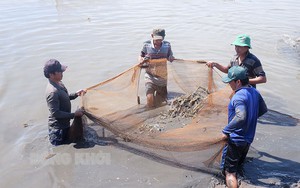 Nông dân dạy nông dân nuôi tôm càng xanh trong ruộng lúa ở Bến Tre, thu nhập tăng lên thấy rõ