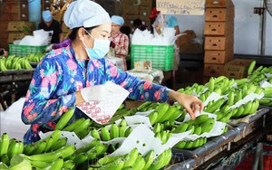 Xuất khẩu tăng 300%, chanh leo Việt Nam càng thêm cơ hội khi Trung Quốc đồng ý nhập khẩu thí điểm