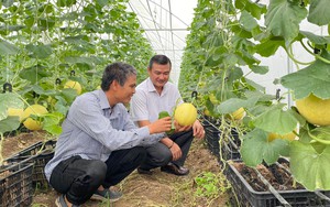 Ông Giám đốc ở Đồng Nai về làm nông dân, mở trang trại 13ha trồng dưa lưới, măng tây hữu cơ