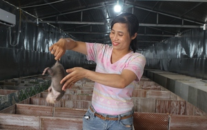 Khởi nghiệp từ 20 cặp dúi giống, sau 5 năm nữ nông dân Phú Xuyên “bỏ túi” cả trăm triệu