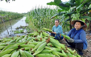 Tranh thủ trồng bắp trong đất ruộng mía, chỉ bán trái tươi nông dân Hậu Giang lời hàng chục triệu đồng