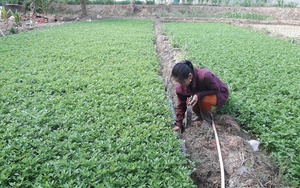 Trồng loại rau cần thơm như rau gia vị, chị nông dân Cà Mau hái bán kiếm mỗi ngày hàng trăm ngàn đồng