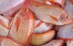 Giá thức ăn thủy sản liên tục tăng, người nuôi cá tra, nuôi cá diêu hồng ở Vĩnh Long đang thua lỗ