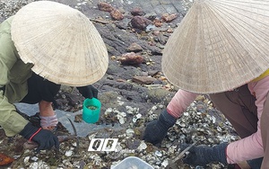 Đội nắng hành nghề gõ &quot;cóc, cóc, cóc&quot;  trên đá ở bãi biển Quảng Bình, mỗi ngày dân kiếm vài trăm ngàn