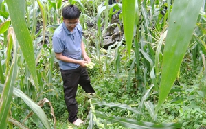 Xuất hiện đàn khỉ thoắt ẩn, thoắt hiện, kéo xuống nương bẻ trộm ngô của nông dân Hà Giang