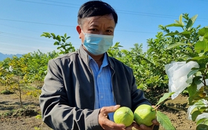 Ninh Bình: Dùng tỏi, ớt, gừng ngâm phun đuổi sâu bọ, nông dân trồng ổi lê Đài Loan thu gần 20 triệu đồng/sào