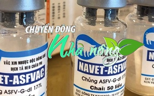 Chuyển động Nhà nông 1/8: Bình Ðịnh thí điểm tiêm vacxin NETVET-ASFVAC phòng bệnh dịch tả lợn châu Phi