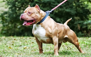 Từ vụ chó Pitbull cắn chết cháu bé 8 tuổi ở Bình Phước, các địa phương phải quản lý chặt đàn chó nuôi 