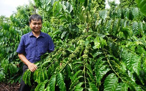  Đăk Lăk: Vay vốn ưu đãi trồng cà phê, nông dân Cư Kuin thoát nghèo