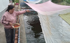 Đào ao trong vườn nuôi cá rô đồng dày đặc, một chị nông dân Cà Mau nuôi không kịp cho thương lái mua