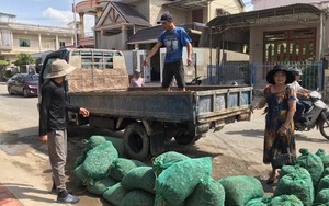 Thương lái mua tôm hùm "xù" nợ, nông dân nuôi con đắt tiền ở Khánh Hòa khóc ròng 