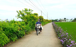 Đường nông thôn mới trồng hoa hai bên đường khiến ai đi qua cũng đòi chụp hình, quay phim ở Long An