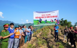 Lào Cai: Thanh Bình có 190 hộ trồng chè năm 2022