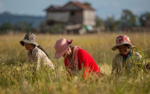 Campuchia bán bao nhiêu nông sản sang Trung Quốc, Việt Nam thêm đối thủ cạnh tranh?