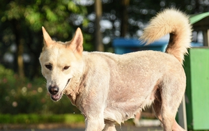 Sợ hãi cảnh chó dữ không rọ mõm xuất hiện trong công viên ở Hà Nội