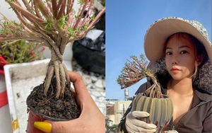 Cây hoa mười giờ bonsai có gốc to như ngón tay cái được dân Việt xuống tiền hơn nửa triệu để có bằng được