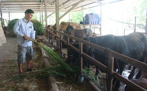 Kế nghiệp cha ông, Lương Công Luân thành nông dân tỉ phú nhờ nuôi bò