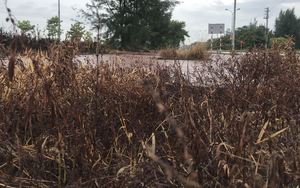 Nghệ An: Nông dân hoang mang thấy cây cối chết cháy dọc đường Bình Minh - Cửa Lò, nghi bị xịt thuốc diệt cỏ