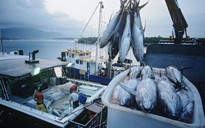 Xuất khẩu cá ngừ lao dốc tại EU, nhưng tăng vọt ở thị trường đắt đỏ này