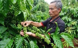Nông dân cải tạo, trồng mới vườn cà phê từ nguồn vốn của Quỹ Hỗ trợ nông dân Đắk Lắk
