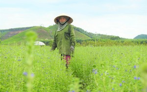 Cánh đồng hoa nhân trần đẹp khó tin đang &quot;gây sốt&quot; cộng đồng mạng ở huyện Yên Thành của tỉnh Nghệ An