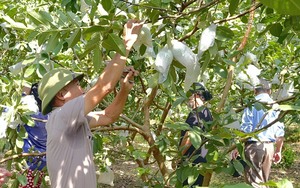 Đổi thay của thành phố Lào Cai từ các mô hình trồng ổi