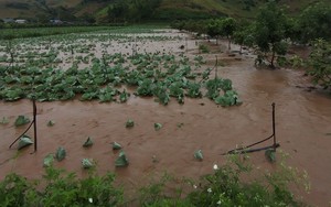 Sơn La: Hoàn lưu bão số 2 gây thiệt hại nhiều hoa màu và tài sản