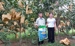 Hà Tĩnh: Những vườn bưởi Phúc Trạch đặc sản sai trĩu quả nhờ bón phân Lâm Thao hợp lý 