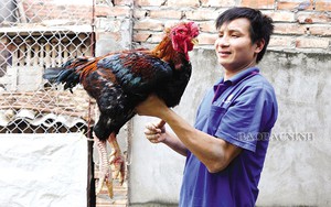 Loài gà quý hiếm nào vẽ trên tranh Đông Hồ ở Bắc Ninh, nếu phục tráng, bảo tồn thì ngày càng đẻ nhiều trứng?