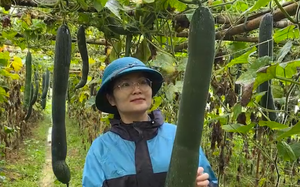 Trồng cây ra quả xanh bóng, sai trĩu, nông dân Lai Châu lãi trăm triệu/năm