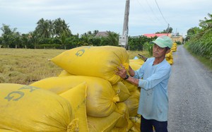 Tiền Giang: Giá lúa hè thu không tăng nhưng ai trồng lúa chất lượng cao vẫn có lãi khá