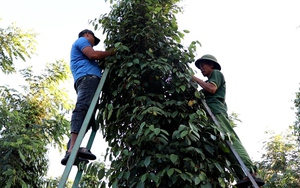 Đồng Nai: Nhiều nông dân lựa chọn sản xuất nông nghiệp hữu cơ 