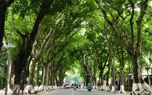 Hàng cây sấu trăm năm tuổi trên "con đường lãng mạn" nhất Hà Nội
