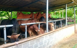 Sơn La: Trồng cỏ voi, diệt cỏ dại chăn nuôi đại đàn gia súc