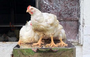 Giá gia cầm hôm nay 15/8: Giá gà lông trắng giảm thêm 1.000 đồng/kg, vịt đặc sản bán giá cao