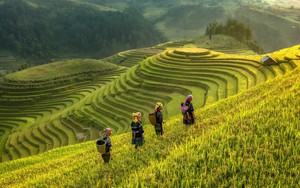 Du lịch nông thôn (Bài cuối): Phải cho du khách trải nghiệm làm nông nghiệp đúng nghĩa