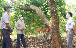Làm vườn đa canh, tưởng "trồng lung tung", ai ngờ một ông nông dân Bình Phước thu tiền tỷ