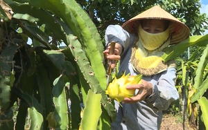 Trồng thử cây thanh long vỏ vàng, bất ngờ thu hoạch cao