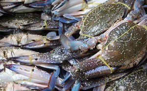 Mỹ, Trung Quốc bất ngờ tăng mua, loài hải sản cao cấp của Việt Nam thu 111 triệu USD