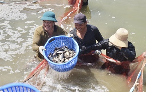 Nông dân Hòa Vang ở Đà Nẵng đổi đời nhờ vay vốn nuôi cá, trồng nấm, có người là Nông dân Việt Nam xuất sắc