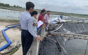 Hải Phòng: Khảo sát, hướng dẫn các hộ nuôi tôm thẻ chân trắng sử dụng chế phẩm sinh học