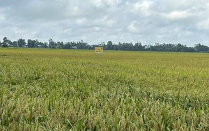 "Thợ" sạ lúa kiểu mới giúp nông dân Hòn Đất nhàn tênh, lúa tốt bời bời, lợi nhuận tăng rõ rệt