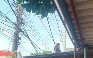 Một con khỉ xổng chuồng ra ngoài cắn bị thương 7 trẻ em ở đảo Phú Quý của Bình Thuận