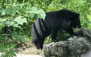 Cận cảnh quá trình cứu trị, chăm sóc từng cá thể gấu ở Ninh Bình