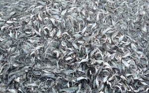 Thiếu hụt chất kích thích sinh sản từ Trung Quốc, giá cá tra giống ở ĐBSCL tăng