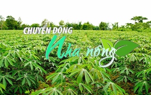 Chuyển động Nhà nông 18/8: Kỳ vọng từ những giống sắn kháng bệnh khảm lá