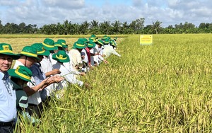 Vĩnh biệt GS Võ Tòng Xuân-nhà khoa học suốt đời nặng trĩu với cây lúa đồng bằng - Ảnh 5.