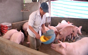 Giá cám công nghiệp cứ tăng "nóng", nông dân nuôi lợn, nuôi gà làm cách gì để "hạ nhiệt"?